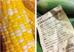 森町のとうもろこし